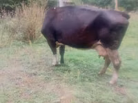 Bull, Cattle — photo 3