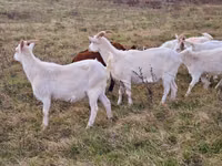 Goat, Saanen goat — photo 5