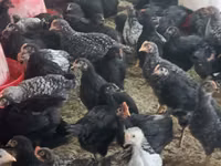 Chickens — foto 3