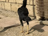 Chickens — photo 1