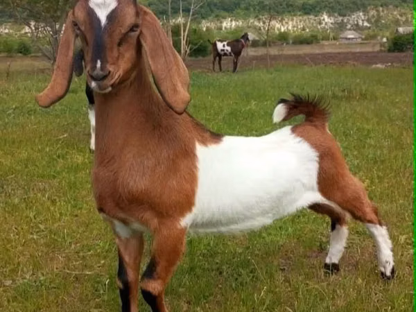 Billy Goat, Nubian Goat