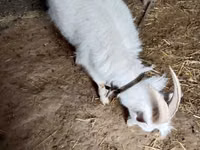 Billy Goat, Saanen goat — photo 5
