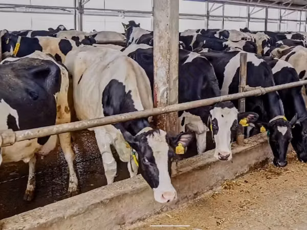 Bovins (lot, sexe non indiqué), Russian Black pied cattle