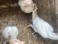 Chickens — foto 5