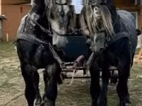 Horse (M), Percheron — photo 1