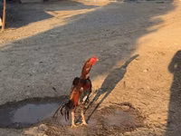 Chickens — 照片 1