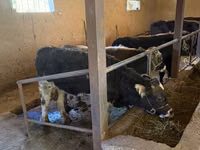 Toro, Swiss cattle — foto 8