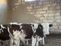 Cattle (batch, sex not specified), Simmental cattle — photo 2