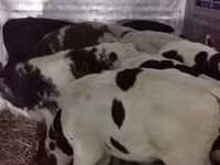 Bou, Russian Black pied cattle — foto 6