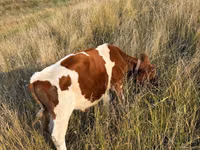 公牛, Cattle — 照片 3