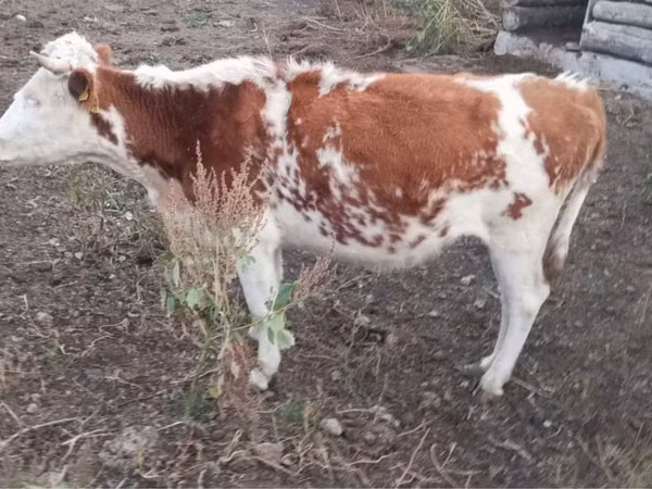 Cow, Simmental cattle — Kazakhstan
