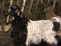 Billy Goat, Goats — photo 2