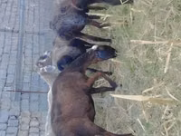 Sheep (batch, sex not specified), Sheep — photo 3