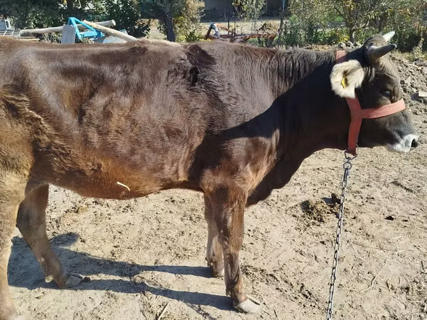 İnək, Swiss cattle