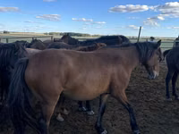 Mare, Kazakh horse — photo 1