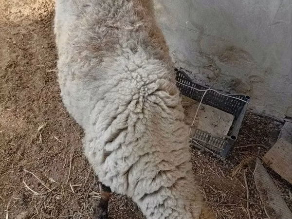 Sheep, Sheep — Uzbekistan