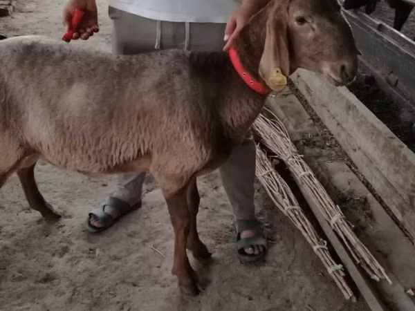 Widder, Arashan sheep
