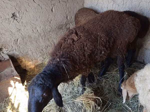 Ram, Rhon sheep