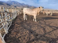 公牛, Swiss cattle — 照片 2
