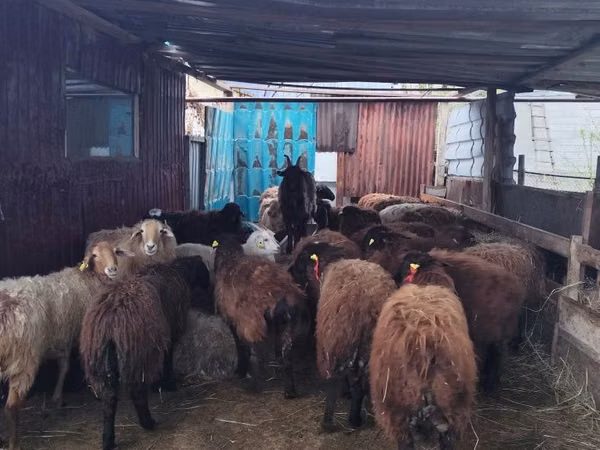 Ram, Sheep — Kazakhstan