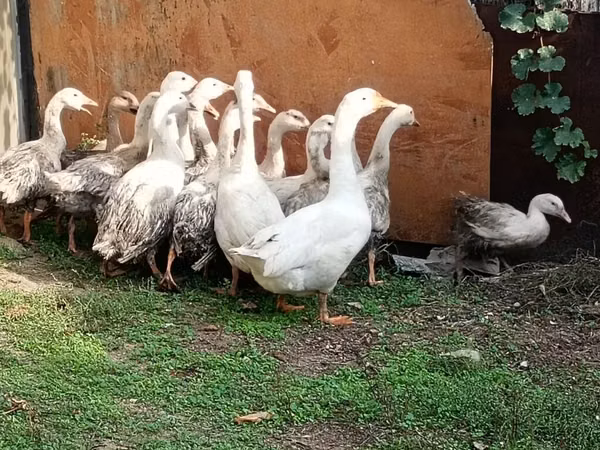 Geese