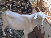 Ged, Saanen goat — foto 2
