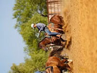 公马, Quarter Horse — 照片 6