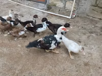 Ducks — photo 2