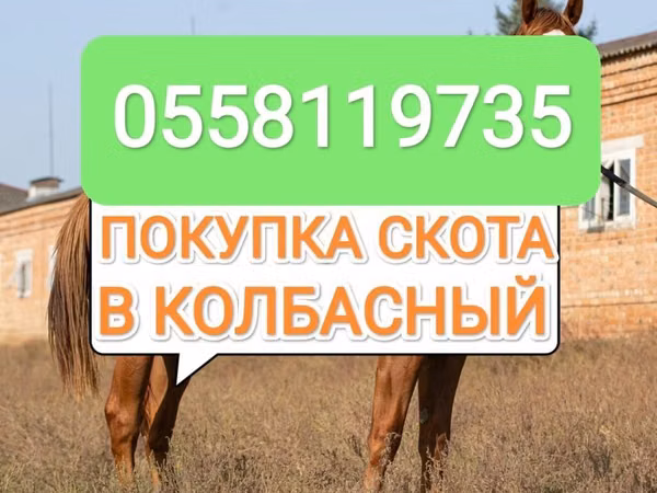 Horse (M), Horses — Kyrgyzstan