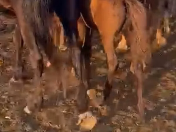Mare, Horses — Kazakhstan