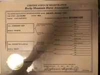 اسب نر, Rocky Mountain Horse — عکس 2
