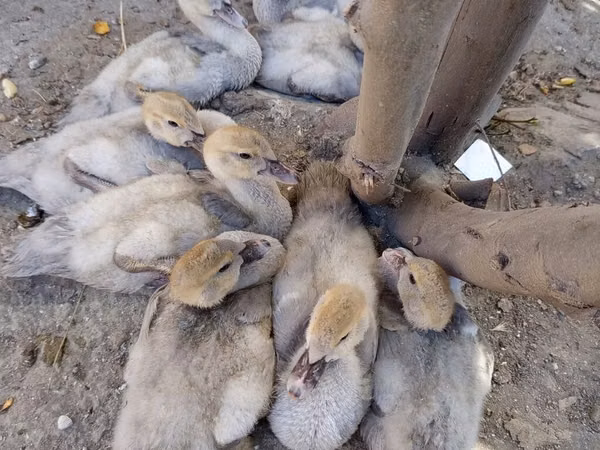 Ducks — جمهوری آذربایجان
