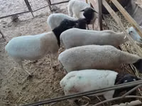 Ram, Dorper sheep — photo 1