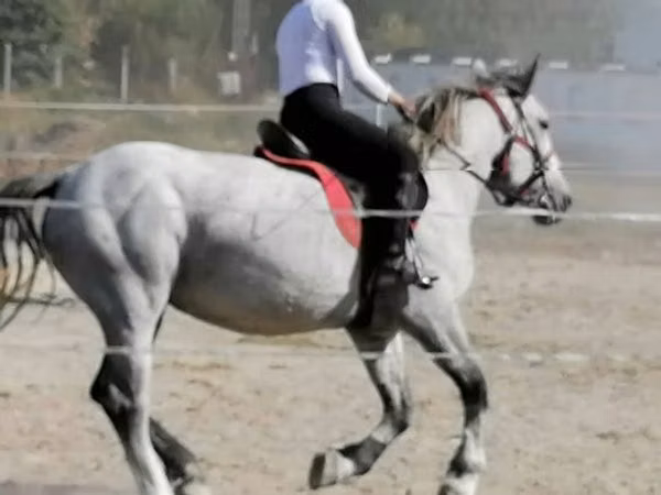 Mare, Horses