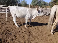 Vaca, Swiss cattle — foto 3