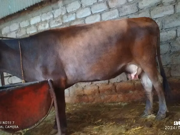 Vache, Bovins — Turkménistan