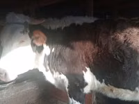 Vaca, Swiss cattle — foto 3