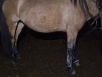 Модиён, Kazakh horse — акс 3