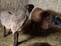 Ram, Rhon sheep — photo 6