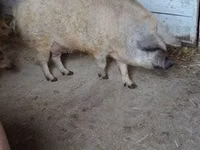 แม่สุกร, หมู — รูปภาพ 7