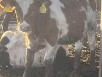 Krava, French Simmental cattle — fotografija 3