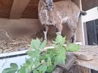Goat, Dutch Landrace goats — photo 2