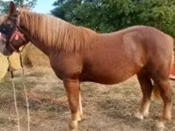 Horse (M), Sumba and Sumbawa