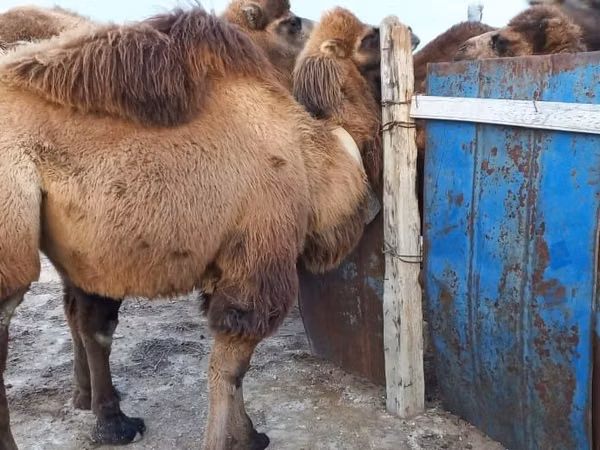 Camel Female, Kazakh Bactrian camel — Kazakhstan