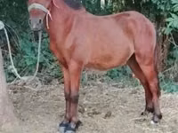 اسب نر, اسب — عکس 1