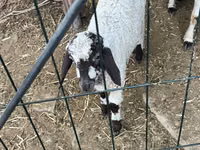 Sheep, Sheep — photo 1