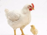Chickens — photo 3