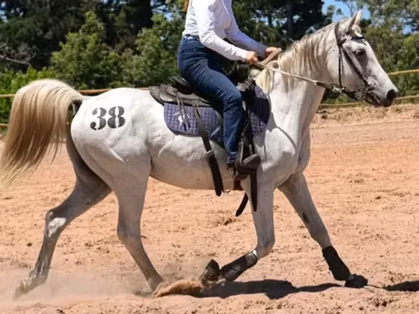 Kuda jantan, Arabian horse
