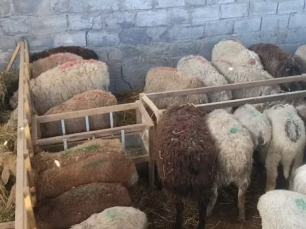 میش, گوسفند