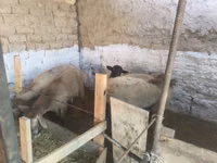 Ram, Rhon sheep — photo 4